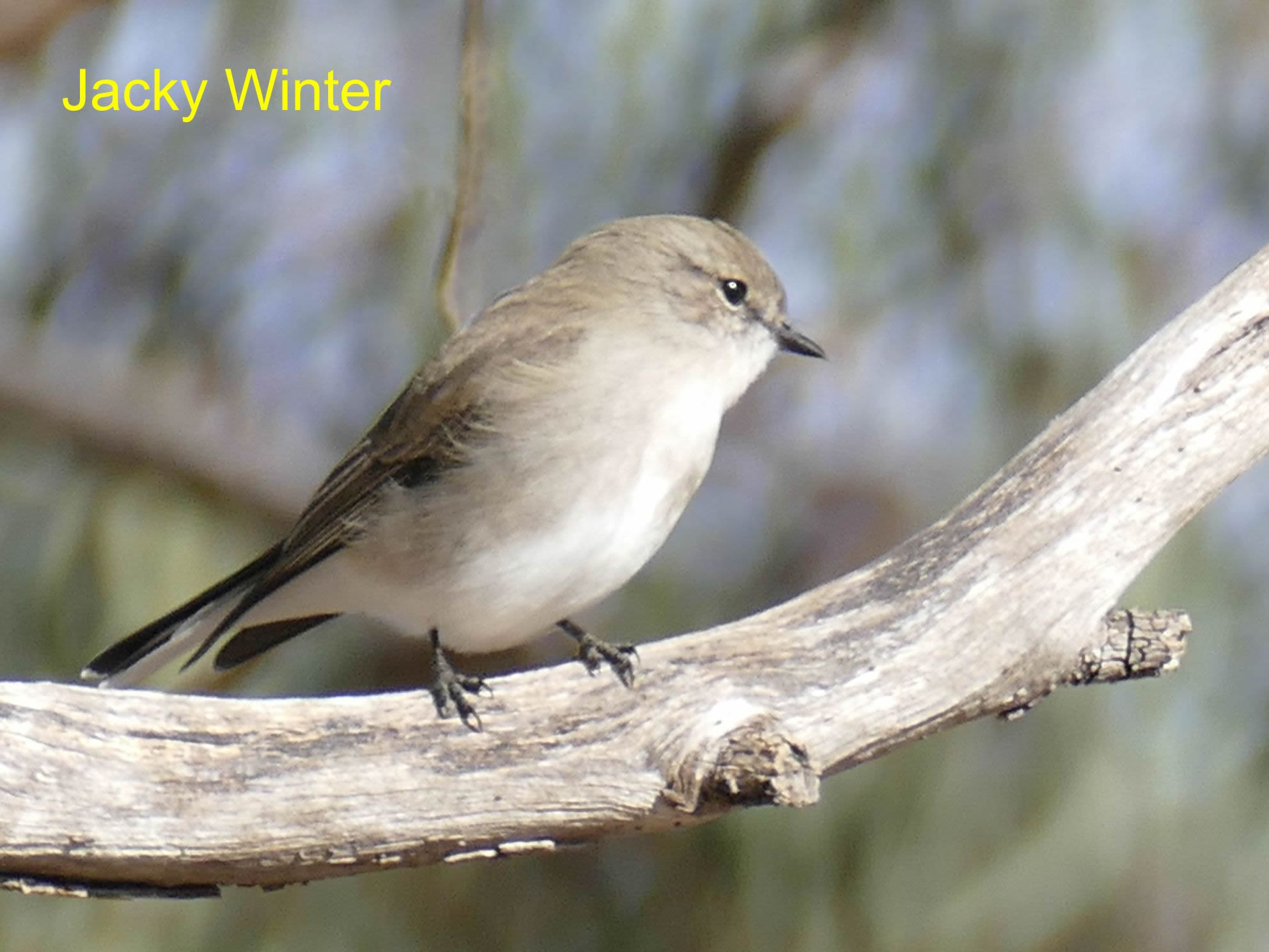 Jacky Winter